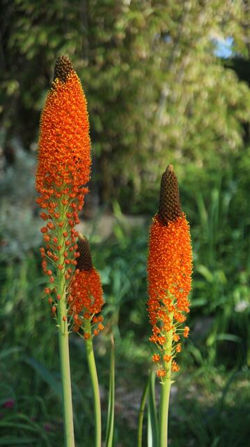 Bulbinella latifolia subsp. doleritica