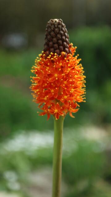 Bulbinella latifolia subsp. doleritica