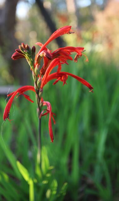 Chasmanthe aethiopica