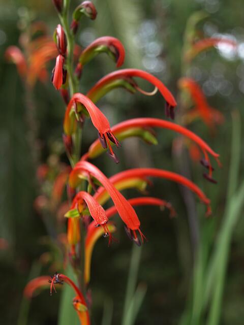 Chasmanthe bicolor