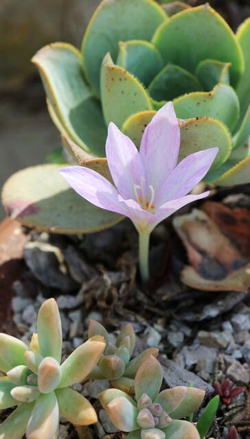 Colchicum autumnale