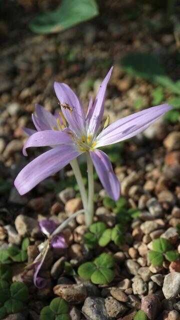 Colchicum baytopiorum