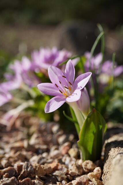 Colchicum cupanii