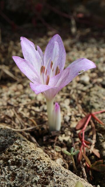 Colchicum macrophyllum