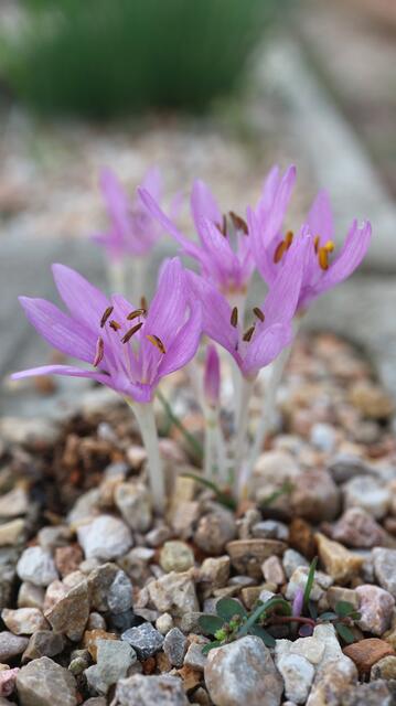 Colchicum peloponesiacum
