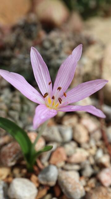 Colchicum pusillum