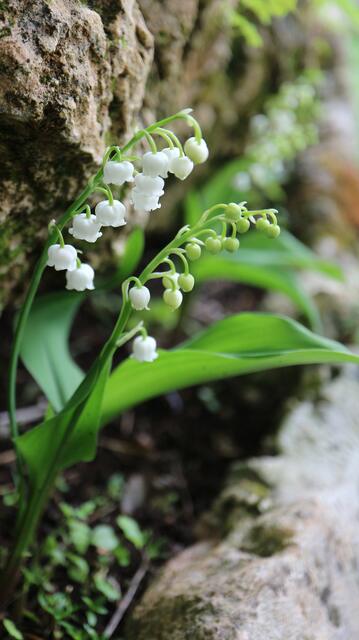Convallaria majalis