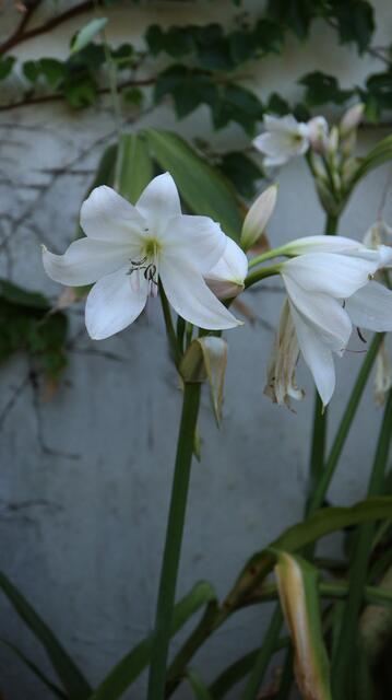 Crinum moorei f. alba