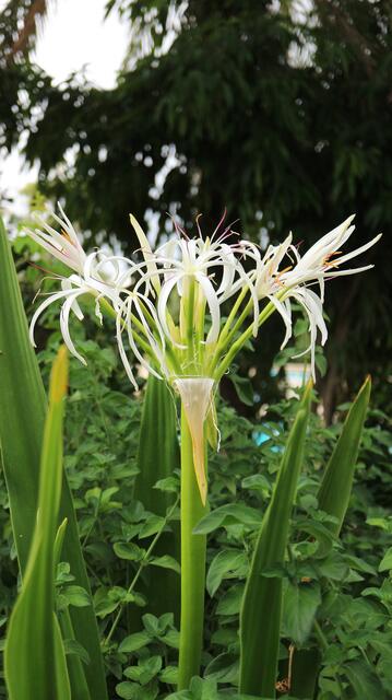 Crinum pedunculatum