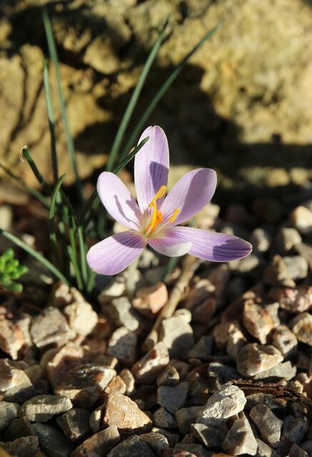 Crocus cambessedesii