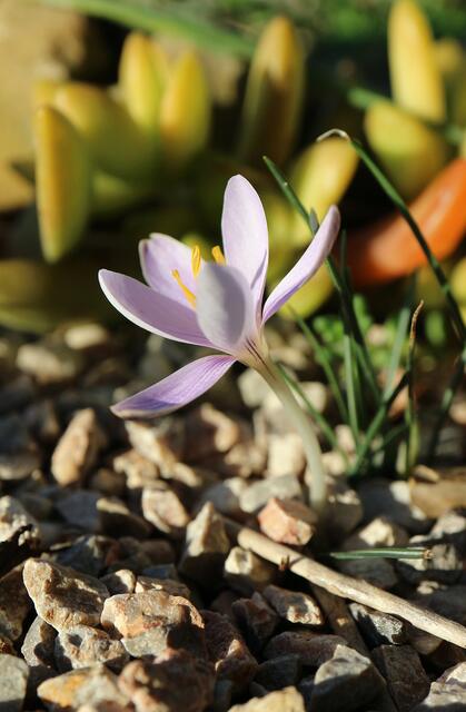 Crocus cambessedesii