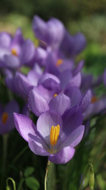 Crocus goulimyi
