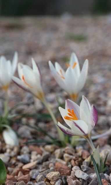 Crocus laevigatus