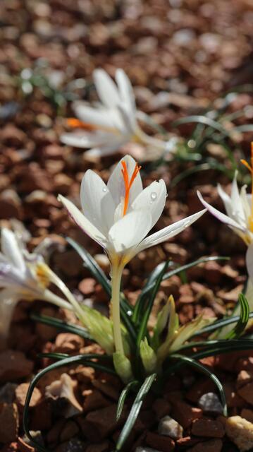 Crocus laevigatus / ex Crete