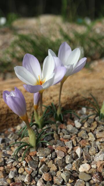 Crocus niveus