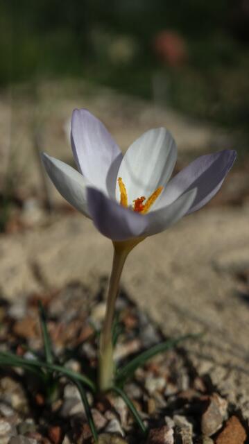 Crocus niveus