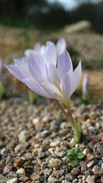 Crocus niveus