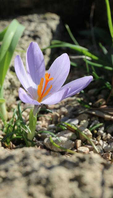 Crocus serotinus