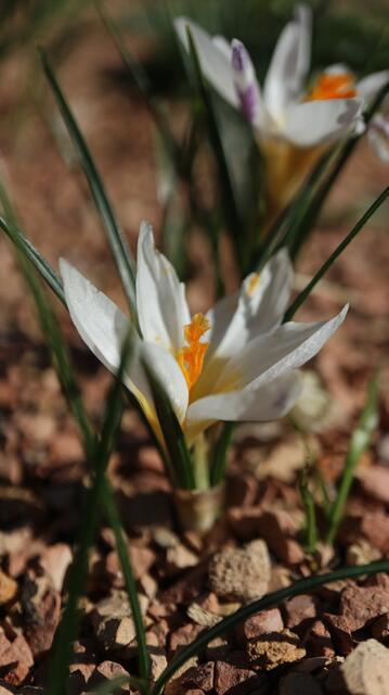 Crocus sieberi