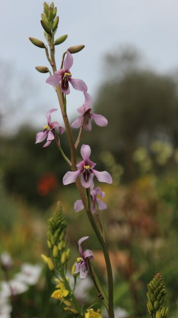 Cyanella orchidiformis