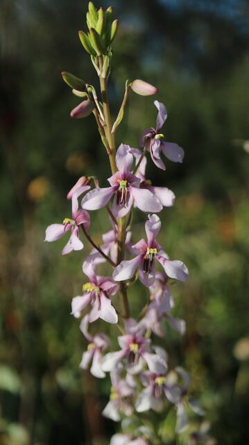 Cyanella orchidiformis