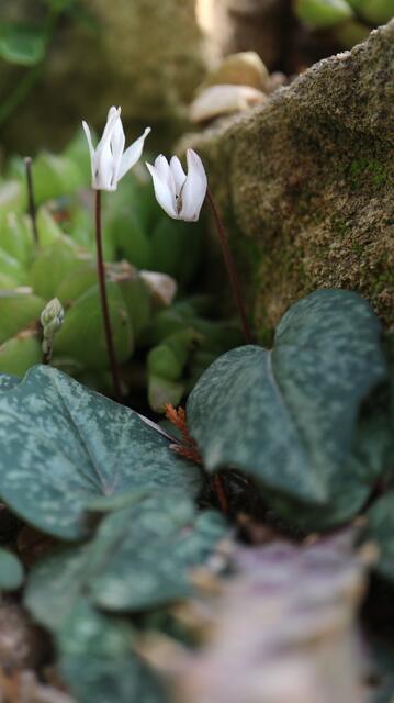 Cyclamen balearicum