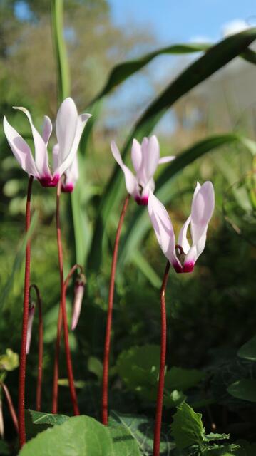 Cyclamen persicum