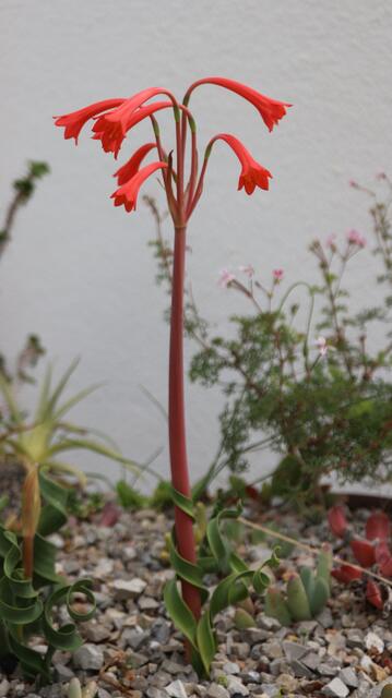 Cyrtanthus spiralis