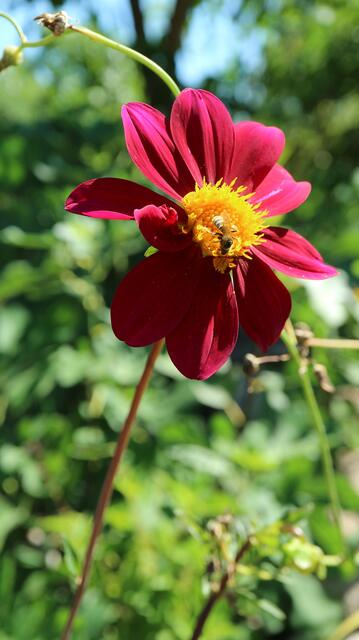 Dahlia coccinea