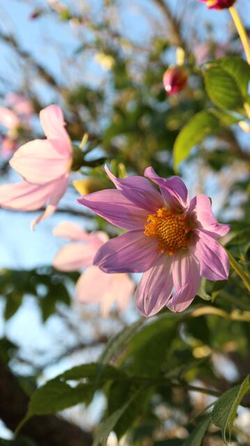 Dahlia coccinea