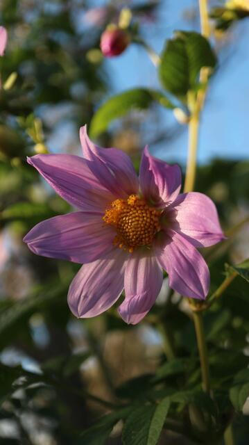 Dahlia imperialis