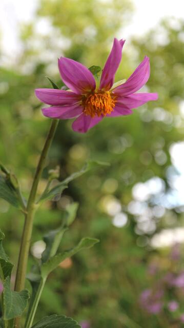 Dahlia sonneratii