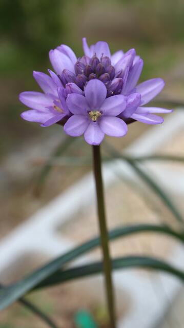 Dichelostemna congestum