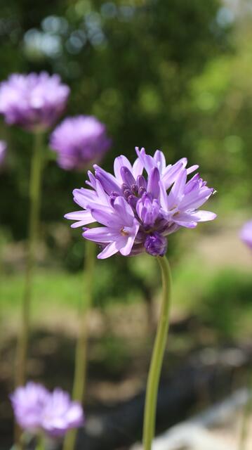 Dichelostemna congestum