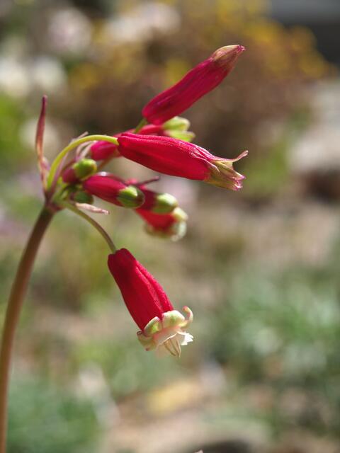Dichelostemna ida-maia