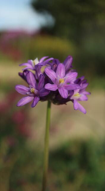 Dichelostemna multiflora