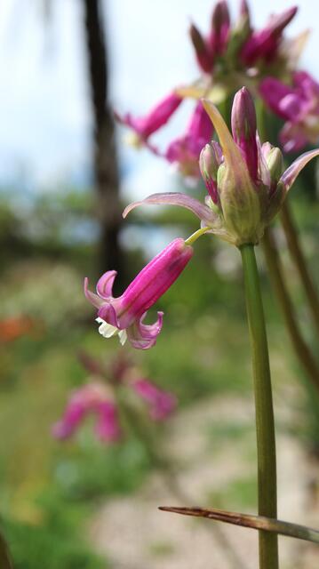 Dichelostemna 'Pink Diamond' (D. ida-maia x D. congestum)