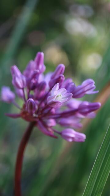 Dichelostemna volubilis