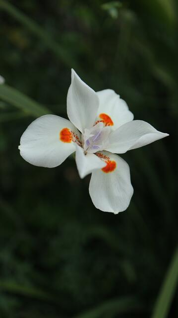 Dietes grandiflora x bicolor