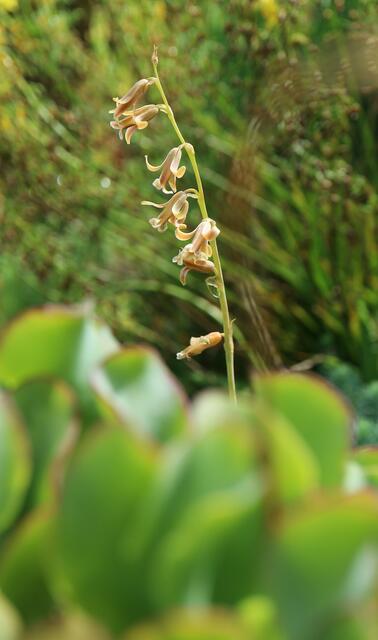Dipcadi serotinum / ex Cádiz
