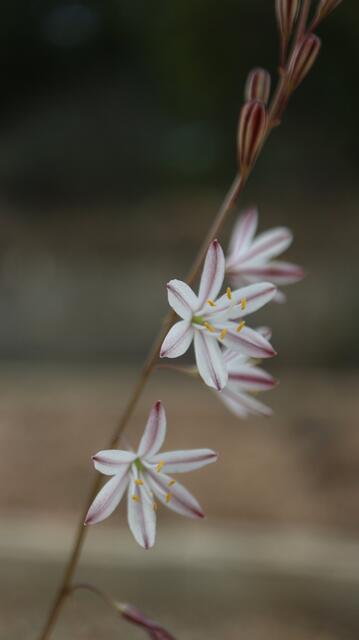 Drimia fugax