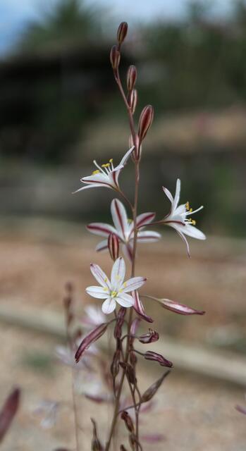 Drimia fugax ( ex Eivissa)