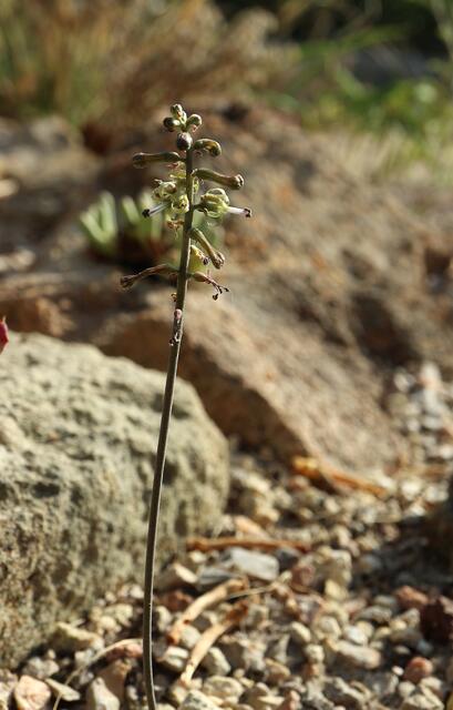 Drimia haworthioides