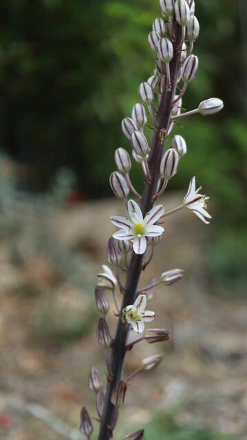 Drimia hesperia