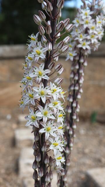 Drimia maritima