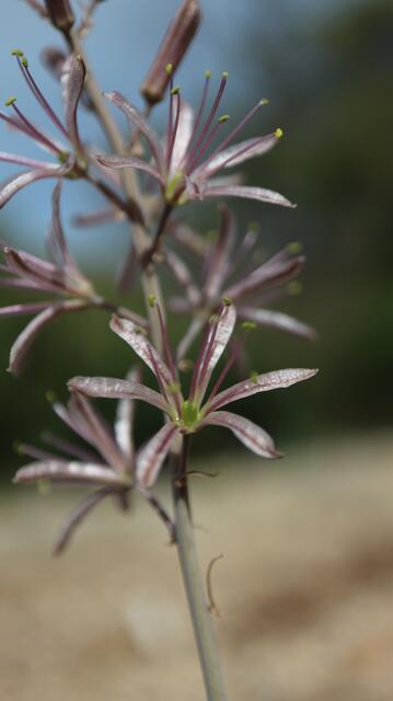 Drimia purpurascens