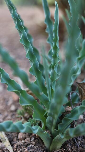 Drimia purpurascens / ex Sardinia