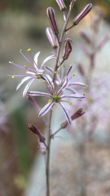 Drimia purpurascens / ex Tunis