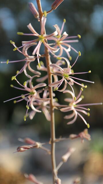 Drimia purpurascens subsp. caeculi