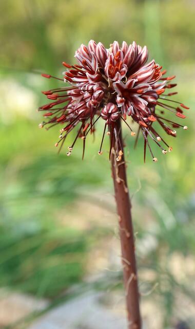 Eremorus crispus